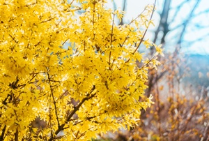 A yellow forsythia.