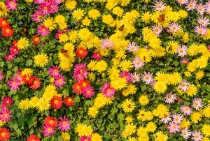 wall of bright flowers
