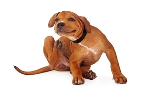 A young puppy itches at a spot on its neck.