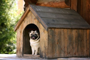 Dog in a doghouse