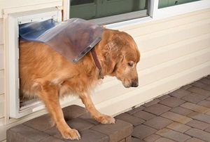 Doggie door and pet