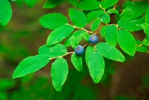 A branch with two wild blue huckleberries.