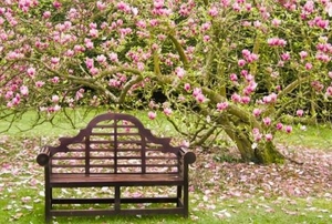 A bench set under a tree with pink blooms on its branches.