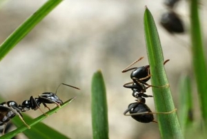 Ants on grass.