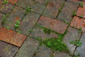 Brick pavers.