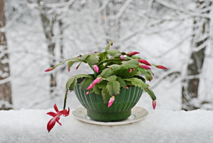 Growing and Caring for the Christmas Cactus