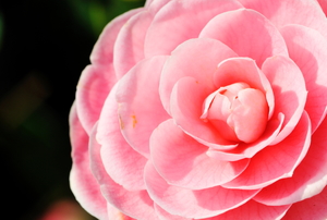 Pink camellia in bloom