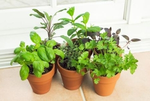 potted herbs