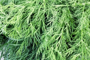 A close-up of fresh dill.