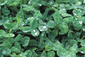 Looking closely at a densely packed, lush clover lawn.