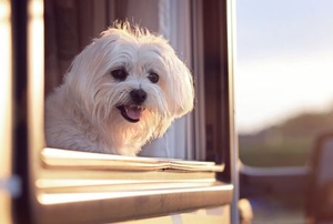 small, happy dog in window of RV