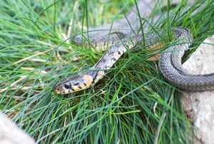 A snake in grass.