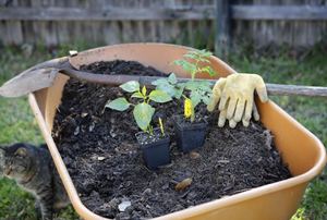 A wheelbarrow full of soil with a shovel and gardening gloves on top.