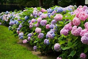Row of hydrangea plants