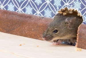 mouse coming through a hole in the wall