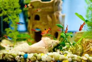 A close-up image of fish in an aquarium.