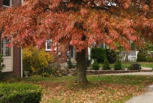 red oak tree near brick house