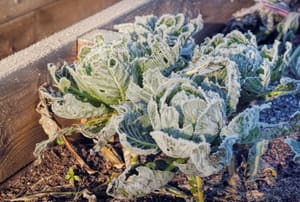 Frosted cabbage in a wood planter.