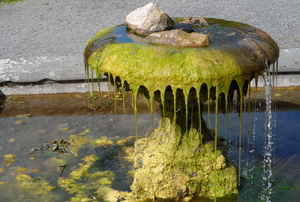 Algae in a pond.