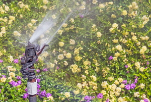 An impact sprinkler watering a lawn with a bed of small yellow and purple flowers.