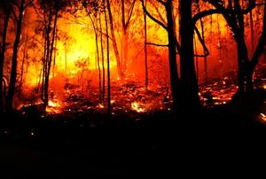 A forest in the grips of a fire.