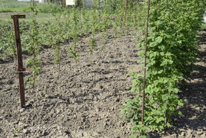 field of raspberries supported by trellises