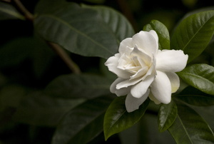 A gardenia flower.