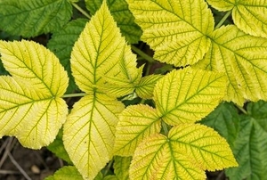 yellow raspberry leaves