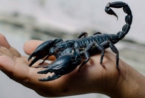 large black scorpion on a hand