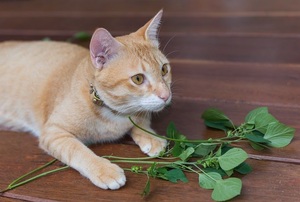 cat lying next to catnip leaves