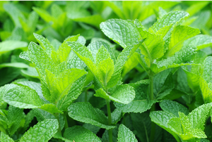 A close-up of fresh green mint in a garden. 