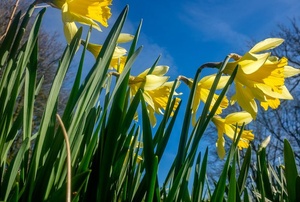 Daffodils.