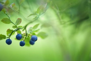 blueberries growing on a branch