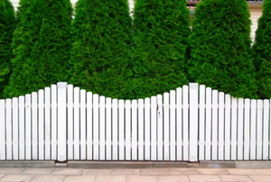 Old style, white wooden fence,with arborvitaes in the background.