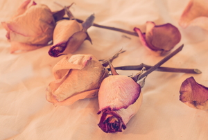 Several dried roses lay on a fabric-covered surface.