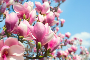 Pink magnolias in bloom