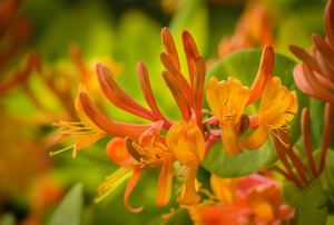 Orange-yellow honeysuckle flowers