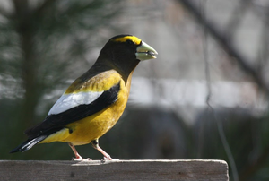 Yellow finch