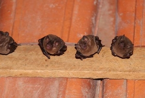 bats inside a building