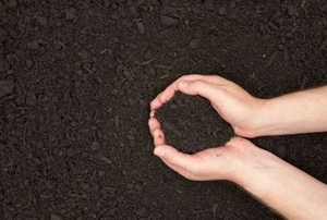 A pair of hands reaching into a pile of mulch and holding a handful.