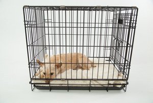a tan colored dog inside a metal crate