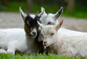 Baby goats laying in a field together
