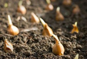 Rows of flower bulbs sitting in soil ready to be planted.