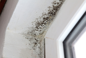 The corner of a window is plagued with mold and mildew.
