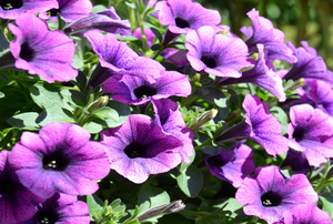 purple petunias