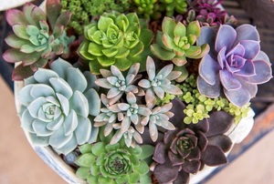 Desert plants.