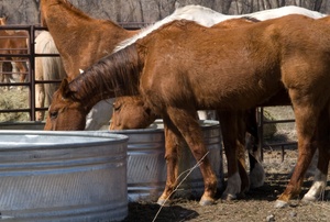Horses eating.