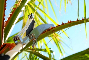 A saw pruning a palm tree frond.
