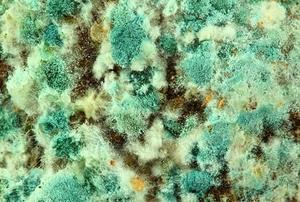 A background of green mold.