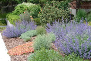 A low-water landscape with lavender and other drought-tolerant plants.